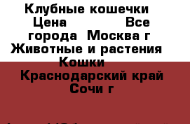 Клубные кошечки › Цена ­ 10 000 - Все города, Москва г. Животные и растения » Кошки   . Краснодарский край,Сочи г.